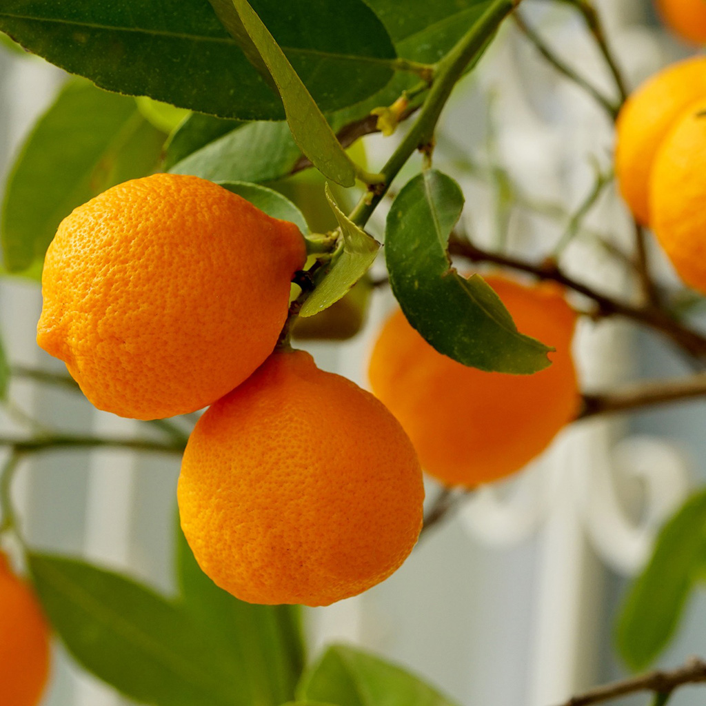 Orange fruits closeup